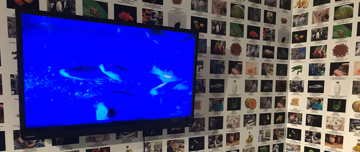 Lynn Hershman Leeson
