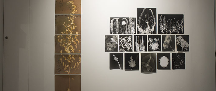 Solagraphs and Photograms Workshop results